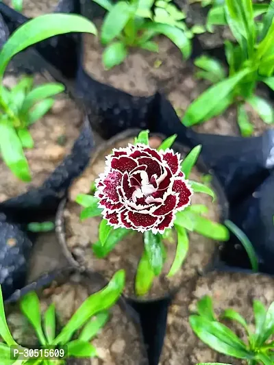 Dianthus flower plant