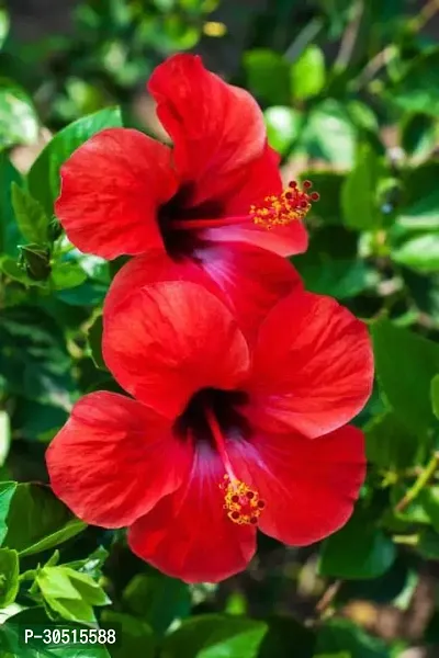 HIBISCUS FLOWER PLANT