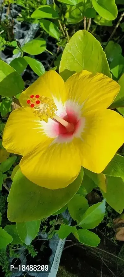 Hibiscus Hybrid Flower \ Hybrid Flower Plant-thumb0