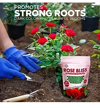 Best Quality Diamondagro Rose Bliss - Rose Plant Fertilizer - Organic Fertilizer For Rose Plants Fertilizer (1K G, Granules)-thumb2