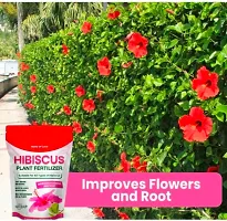 Best Quality Organic Hibiscus Plant Fertilizer For Flowering, Bright Leaves And Strong Roots-thumb1