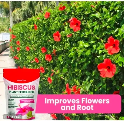 Best Quality Organic Hibiscus Plant Fertilizer For Flowering, Bright Leaves And Strong Roots-thumb2