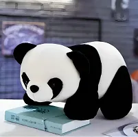 Classic Multicoloured Teady Panda Soft Toy-thumb1