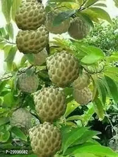 Natural Green Thai Sugar Apple Plant