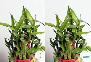 Lucky Bamboo Healthy Live Plant - Pack of 2-thumb1