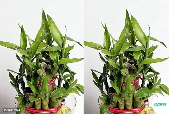 Lucky Bamboo Healthy Live Plant - Pack of 2-thumb2