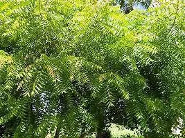 APOSOLUARD Neem plant Azadirachta indica Aryaveppu Dwarf Rare Medicinal live Healthy Plant-thumb1