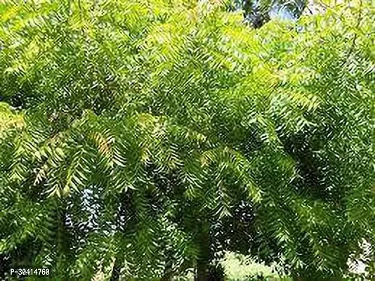 APOSOLUARD Neem plant Azadirachta indica Aryaveppu Dwarf Rare Medicinal live Healthy Plant-thumb2