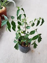 APOSOLUARD Neem plant Azadirachta indica Aryaveppu Dwarf Rare Medicinal live Healthy Plant-thumb2