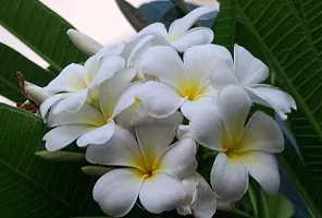 Live White Champa Plumeria Frangipani Beautiful Flower Healthy Live Plant-thumb2