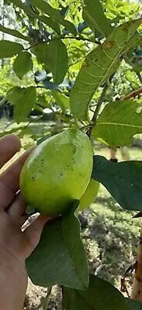 Guava Amrood Mexican Cream Variety Garden Plant-thumb1