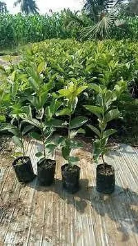 Guava Amrood Mexican Cream Variety Garden Plant-thumb2