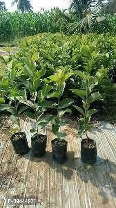 Guava Amrood Mexican Cream Variety Garden Plant-thumb3