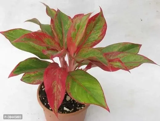 Aglaonema Plant