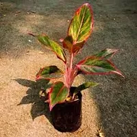 Aglaonema Plant-thumb2