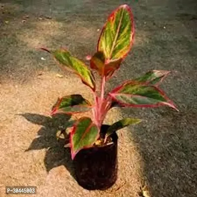 Aglaonema Plant-thumb3