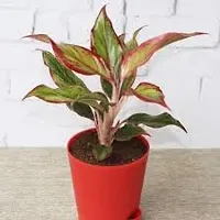 Aglaonema Plant-thumb3