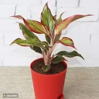 Aglaonema Plant-thumb4