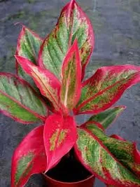 Aglaonema Plant-thumb1