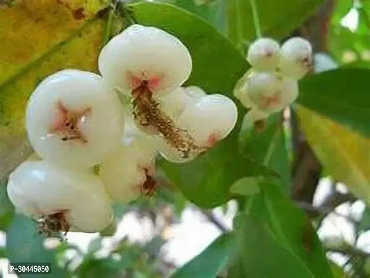 White Red Java Apple Dwarf Rose Water Apple Plant-thumb0