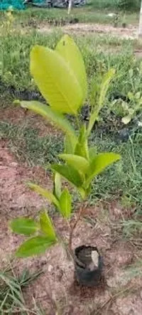 White Red Java Apple Dwarf Rose Water Apple Plant-thumb1