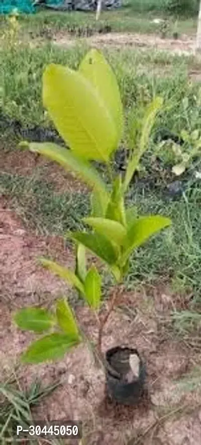 White Red Java Apple Dwarf Rose Water Apple Plant-thumb2