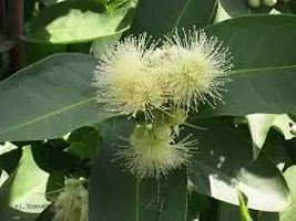 White Red Java Apple Dwarf Rose Water Apple Plant-thumb2