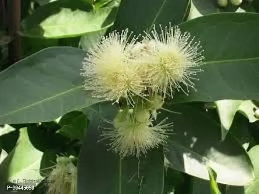 White Red Java Apple Dwarf Rose Water Apple Plant-thumb3