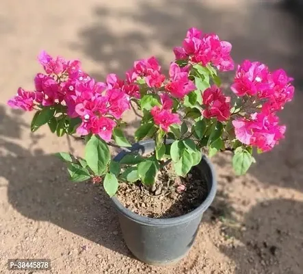 Grafted Bougainvillea Live Plant