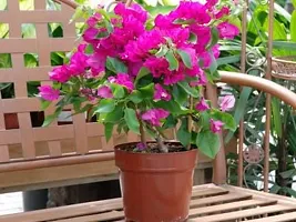 Grafted Bougainvillea Live Plant-thumb2