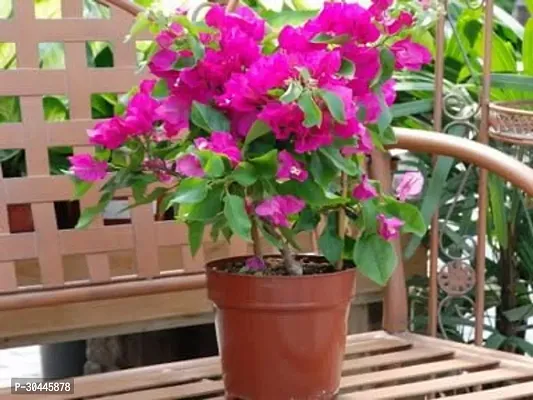 Grafted Bougainvillea Live Plant-thumb3