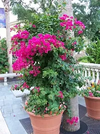 Grafted Bougainvillea Live Plant-thumb3