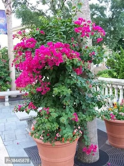 Grafted Bougainvillea Live Plant-thumb4