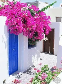 Grafted Bougainvillea Live Plant-thumb1