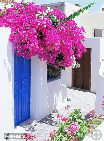 Grafted Bougainvillea Live Plant-thumb2