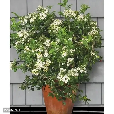 Jasmine Chinese Box Plant