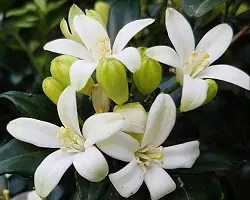 Jasmine Chinese Box Plant-thumb1