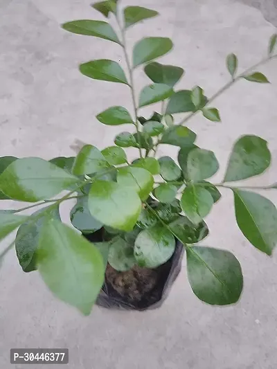 Jasmine Chinese Box Plant-thumb3