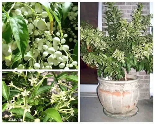 Night Blooming Jasmine Fragrant Flower Plant