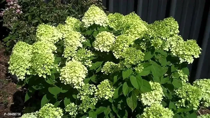 Hydrangea Flower Live Plant-thumb3