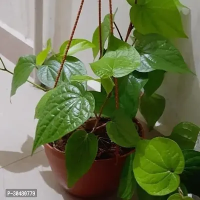 Pan Betel Leaf Plant-thumb3