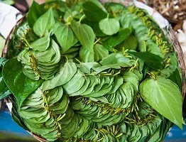 Pan Betel Leaf Plant-thumb1