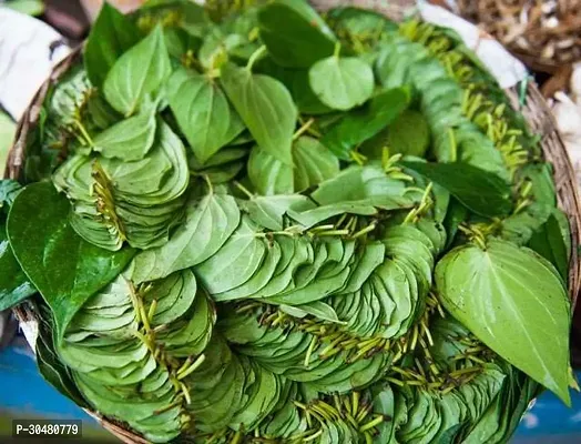 Pan Betel Leaf Plant-thumb2