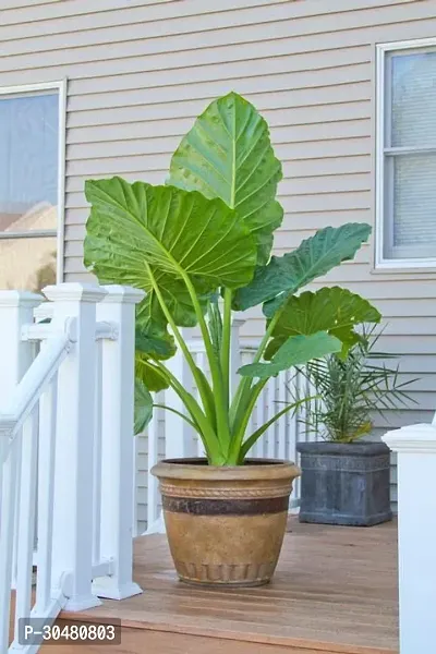 Elephant Ear Alooka Man Kochu Plant-thumb0