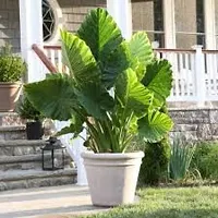 Elephant Ear Alooka Man Kochu Plant-thumb3