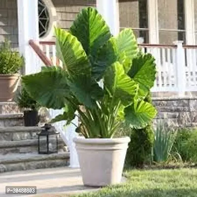 Elephant Ear Alooka Man Kochu Plant-thumb4