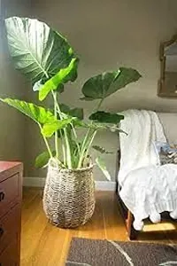 Elephant Ear Alooka Man Kochu Plant-thumb4