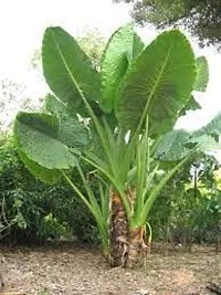 Elephant Ear Alooka Man Kochu Plant-thumb2