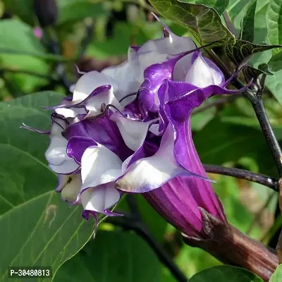 Moonflower Plant-thumb0