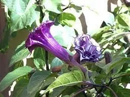 Moonflower Plant-thumb3